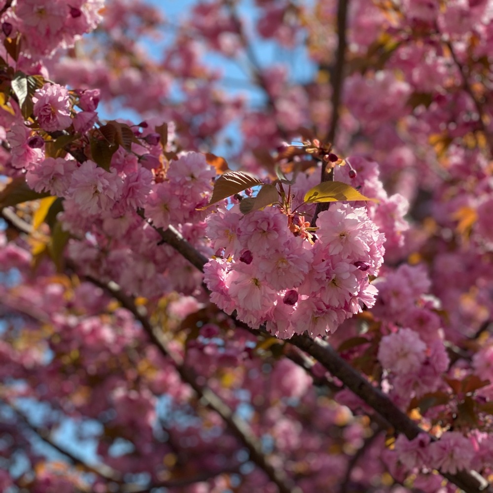 Meet your Posher, Rano